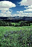 Pasayten Meadow with Lupine